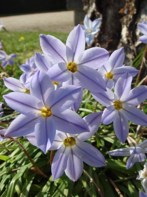 Ipheion uniflorum gros plan